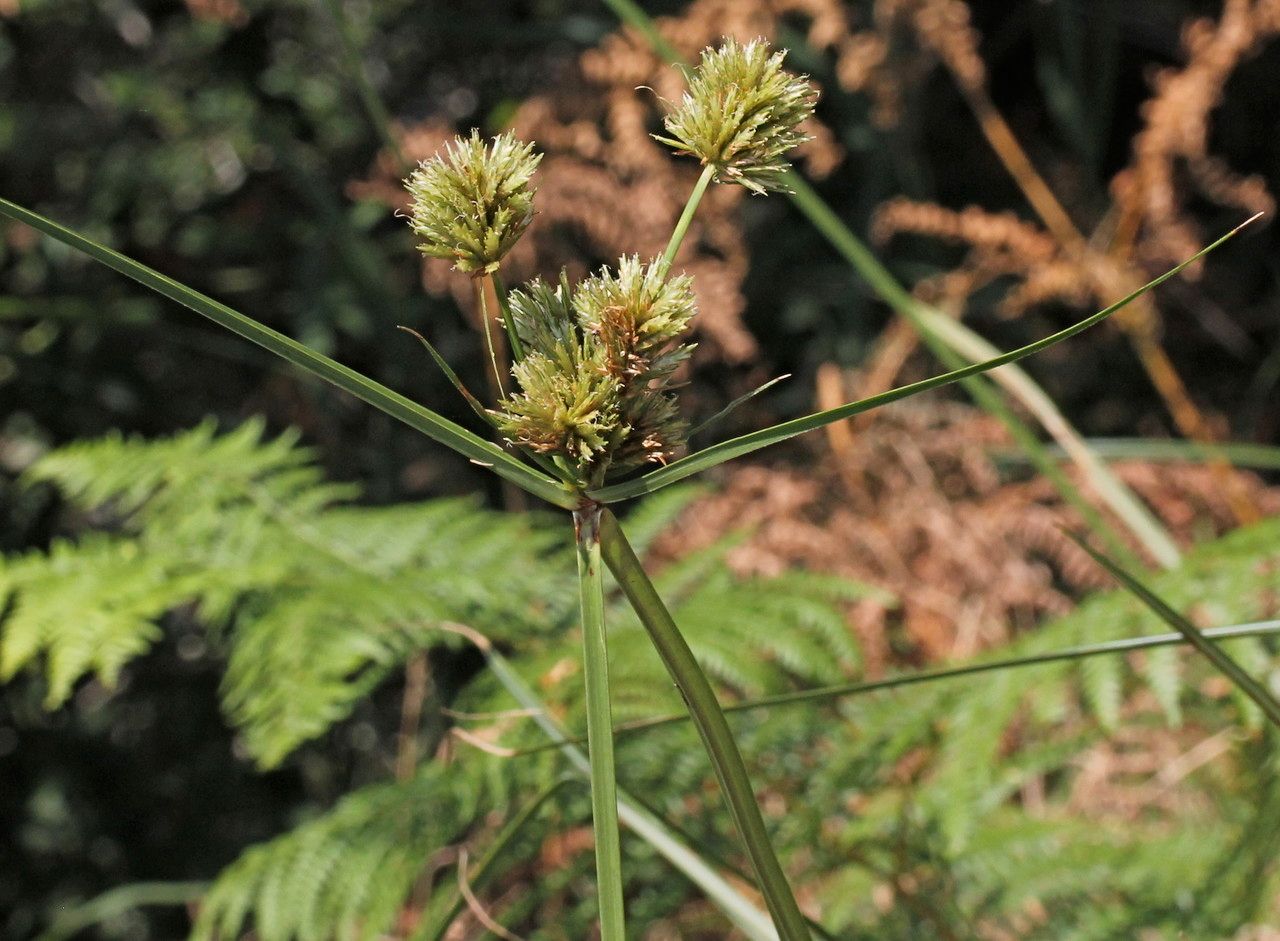Cyperus rigens habit