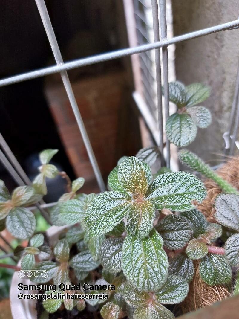 Pilea inaequalis leaf