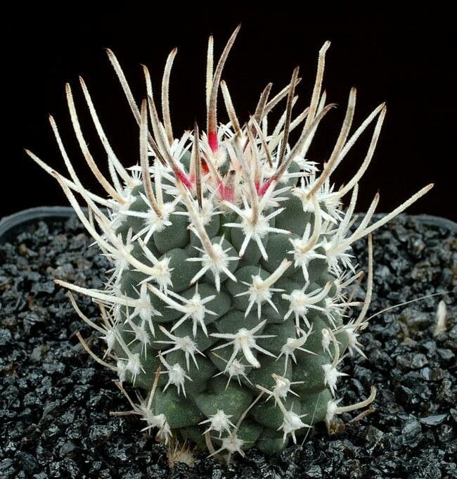 Sclerocactus blainei habit