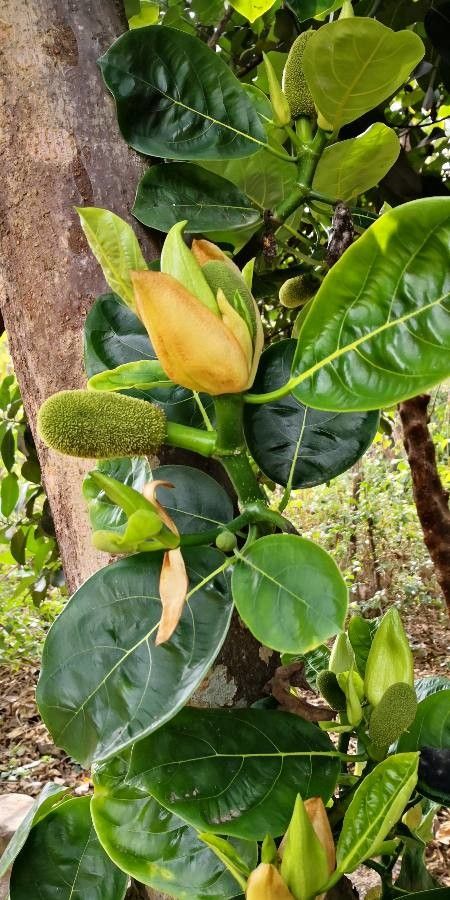 Artocarpus heterophyllus flower