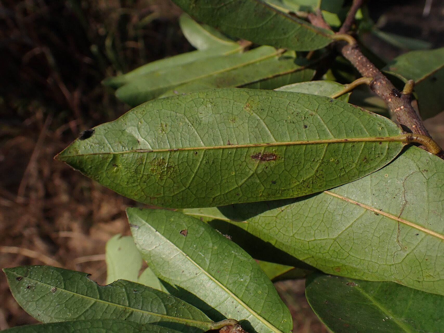 Acridocarpus smeathmanii leaf