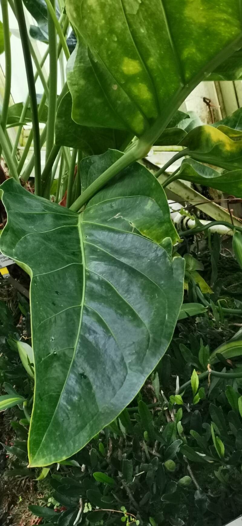 Anthurium wagenerianum — houseplant care guide