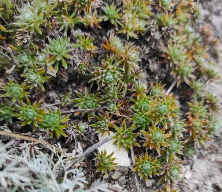 Paepalanthus pilosus — houseplant care guide