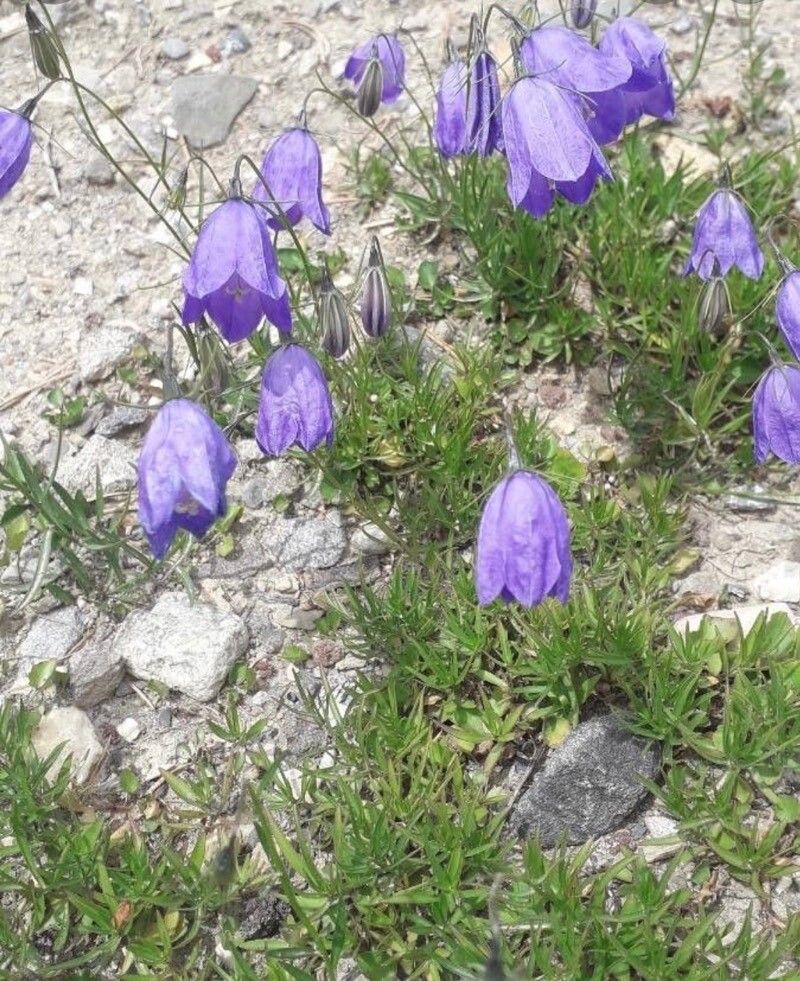 Campanula bertolae flower