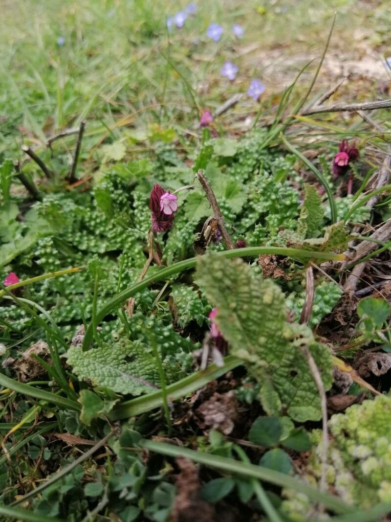 Pedicularis orthantha — houseplant care guide