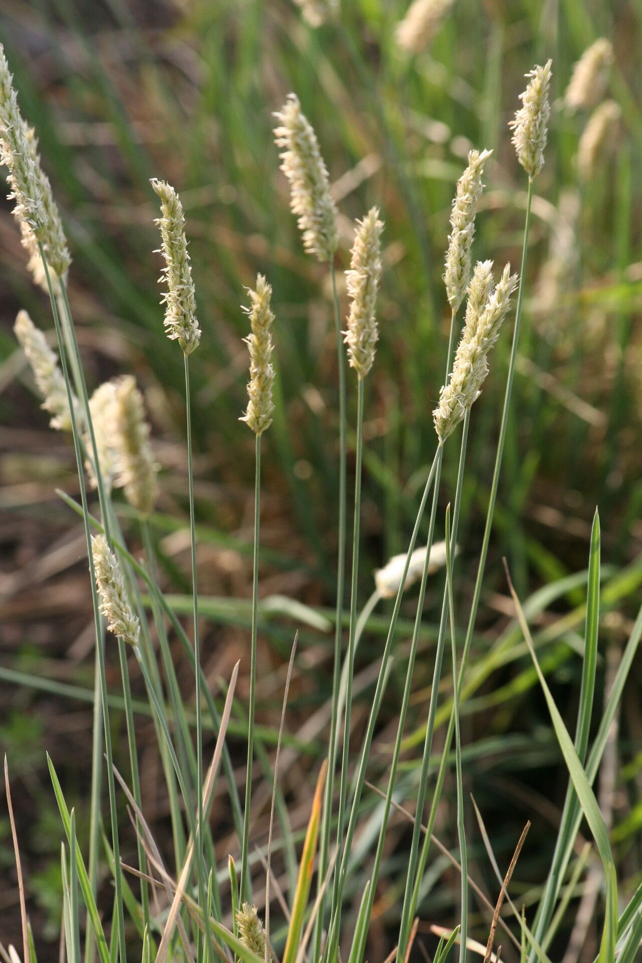 Sesleria albicans — related species from the same genus