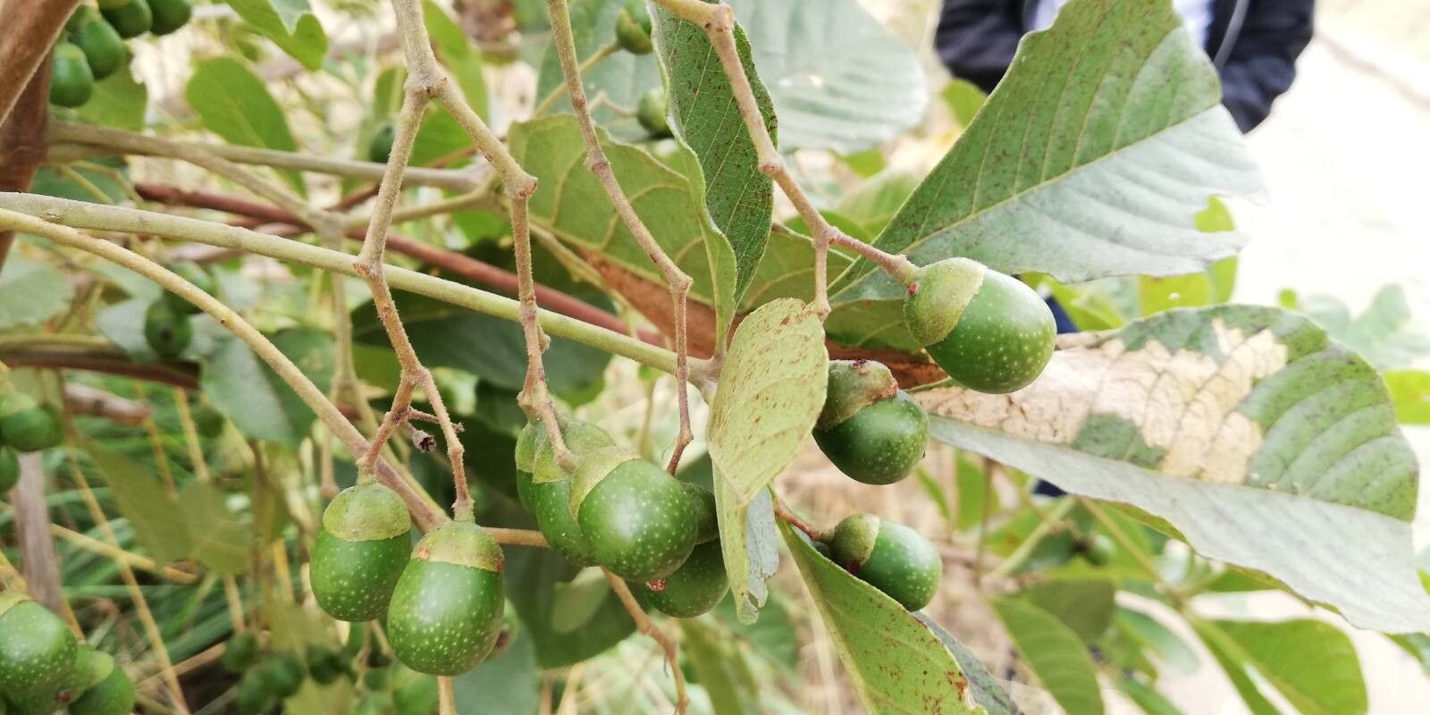 Vitex madiensis fruit