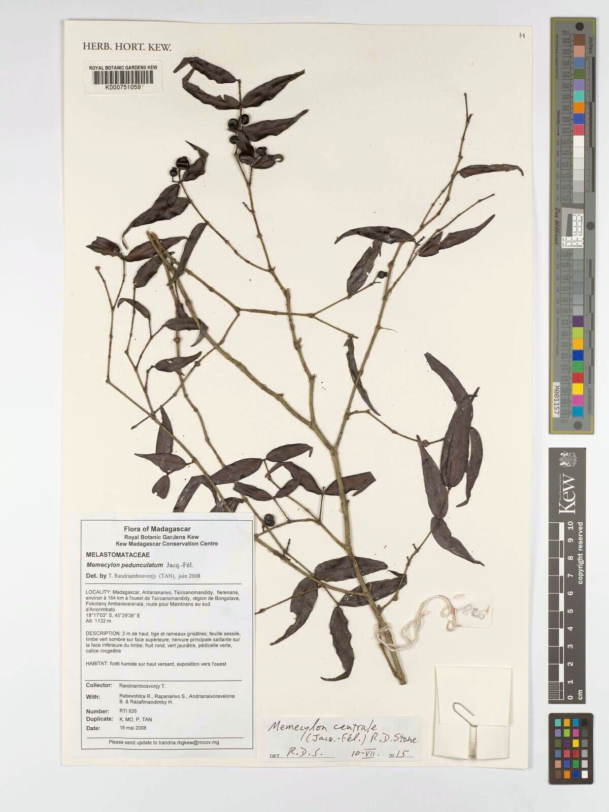 Memecylon centrale — search result for 'Memecylon'