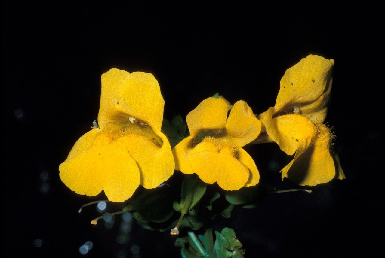 Mimulus tilingii — houseplant care guide
