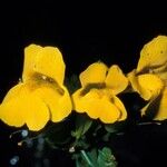 Mimulus tilingii