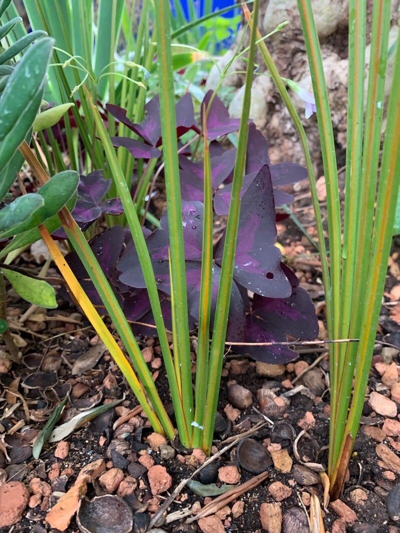 Libertia paniculata — houseplant care guide