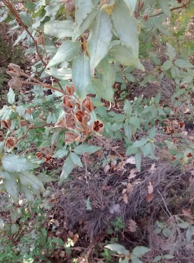 Cistus albidus fruit