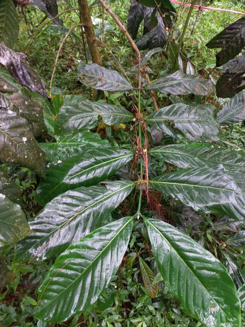 Coffea canephora leaf