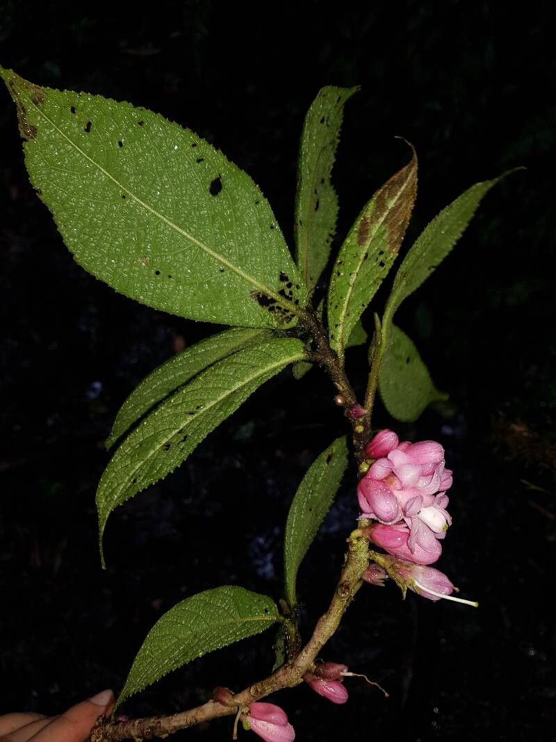 Symplocos povedae — houseplant care guide