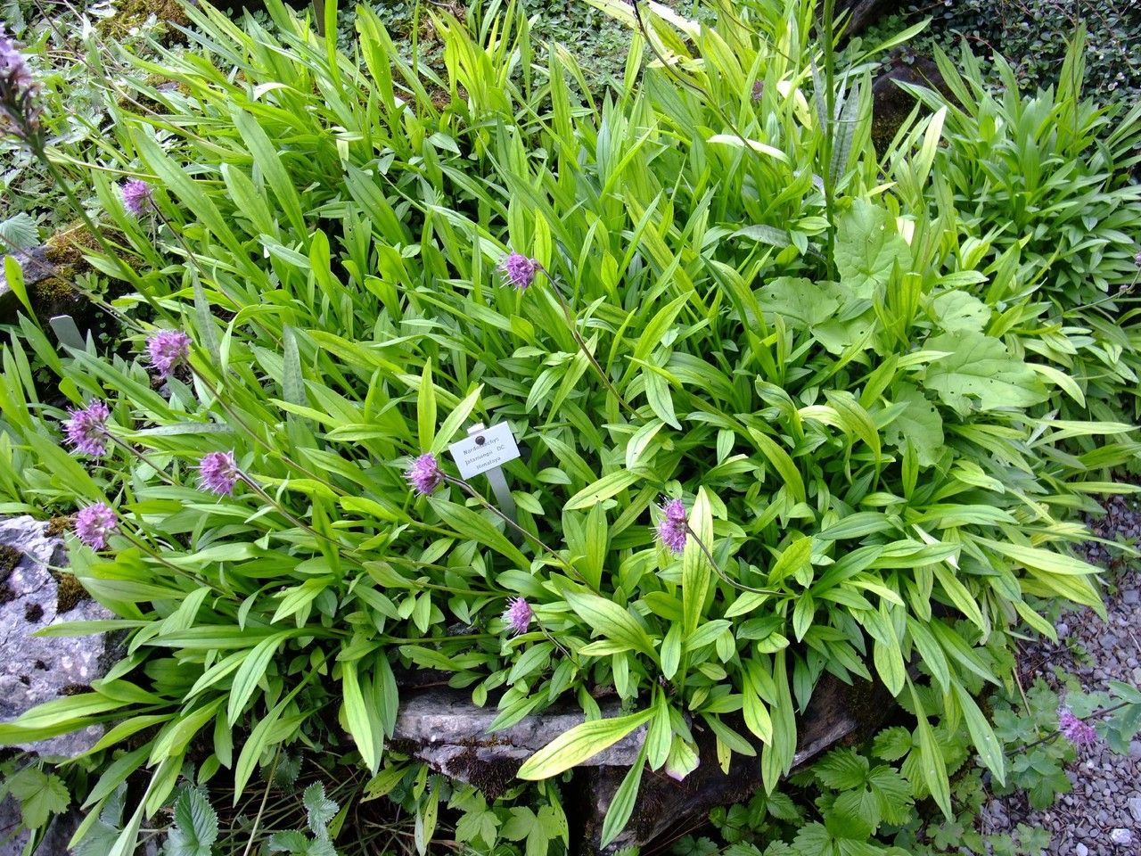 Nardostachys jatamansi habit