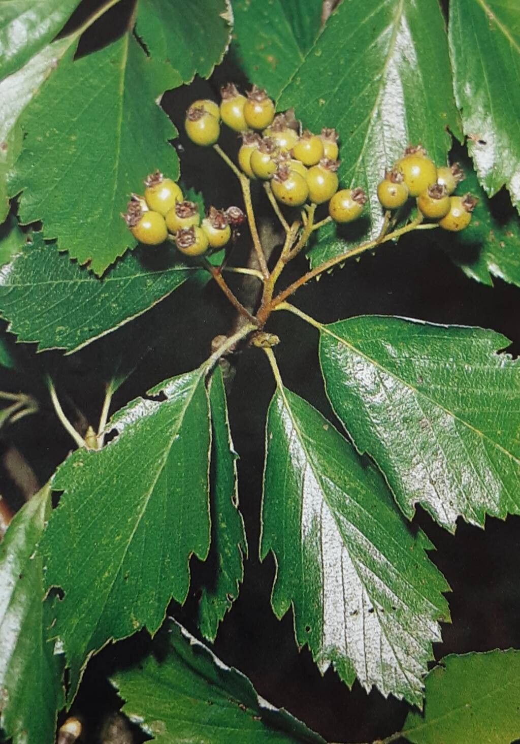Karpatiosorbus franconica — related species from the same genus