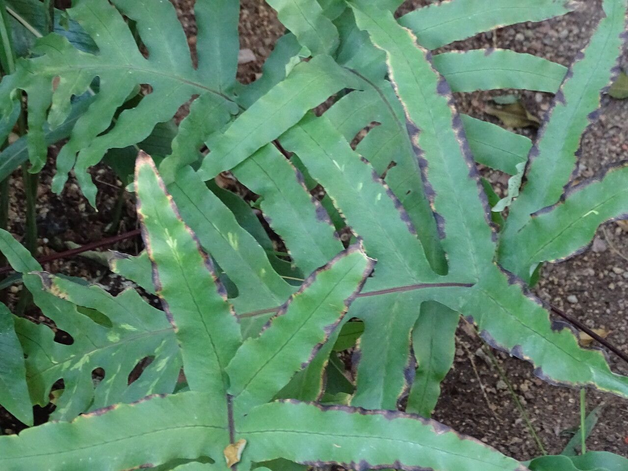 Niphidium albopunctatissimum — related species from the same genus