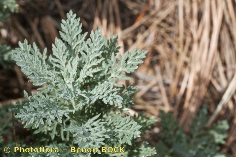 Descurainia lemsii habit