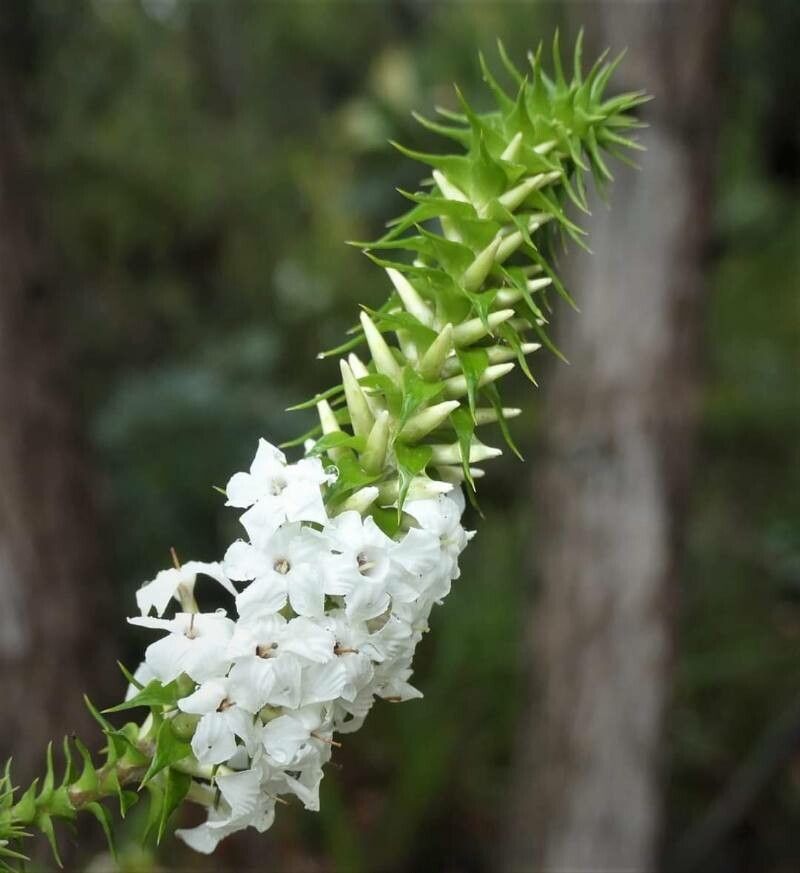 Epacris coriacea — related species from the same genus