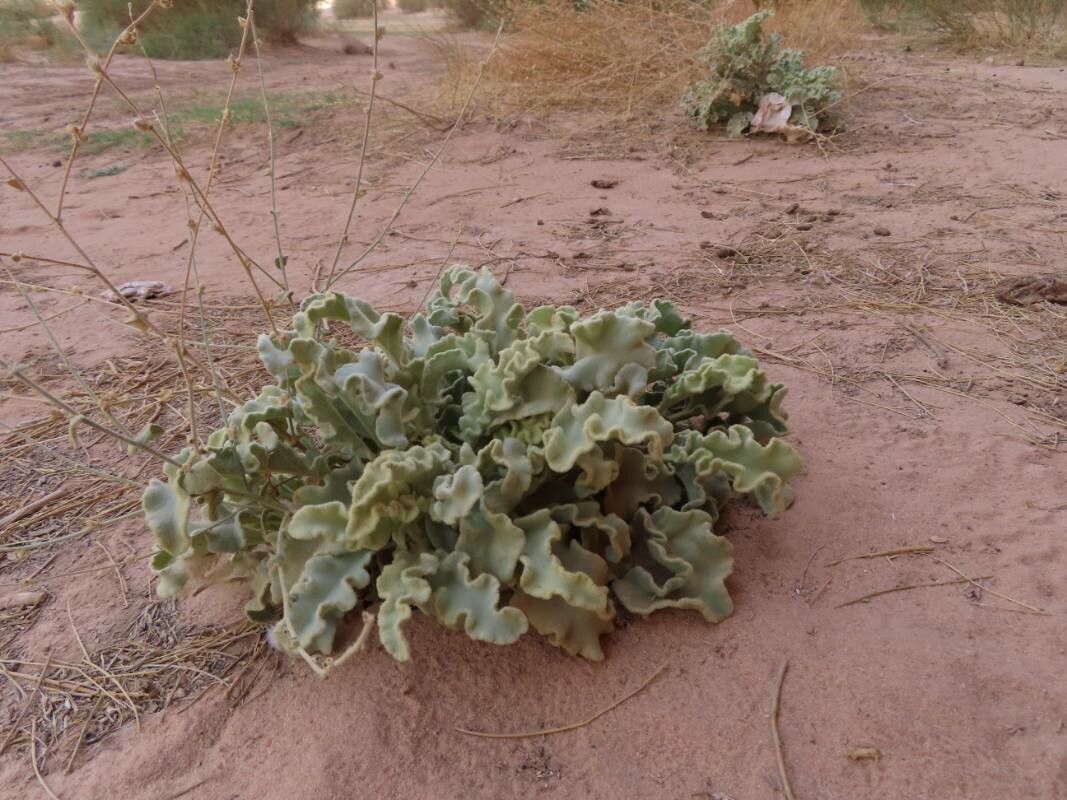 Verbascum eremobium — search result for 'Verbascum'