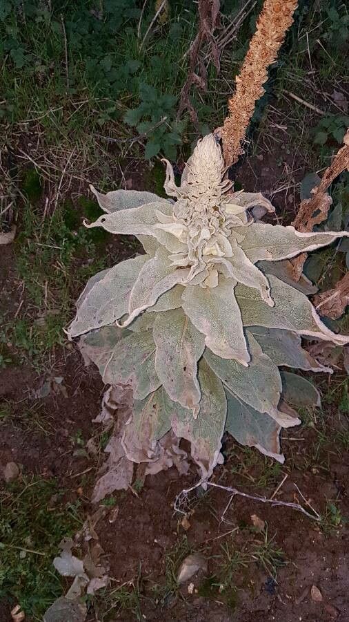 Verbascum giganteum leaf