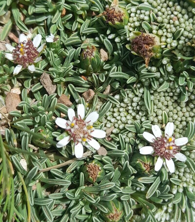 Werneria aretioides flower