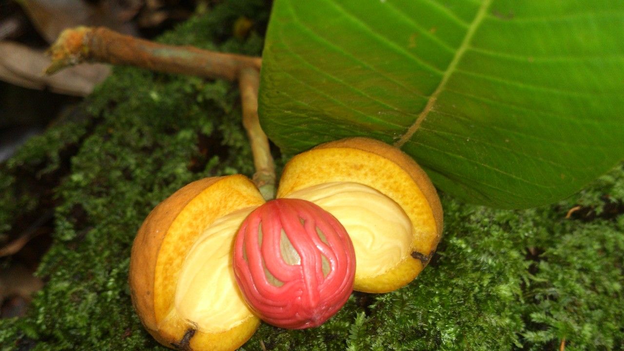 Virola koschnyi fruit