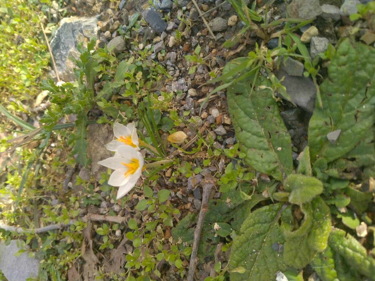 Crocus pestalozzae — houseplant care guide