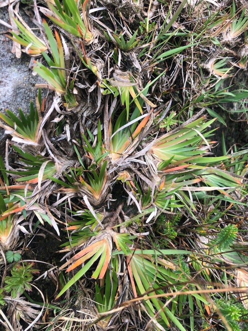 Narthecium ossifragum — related species from the same genus