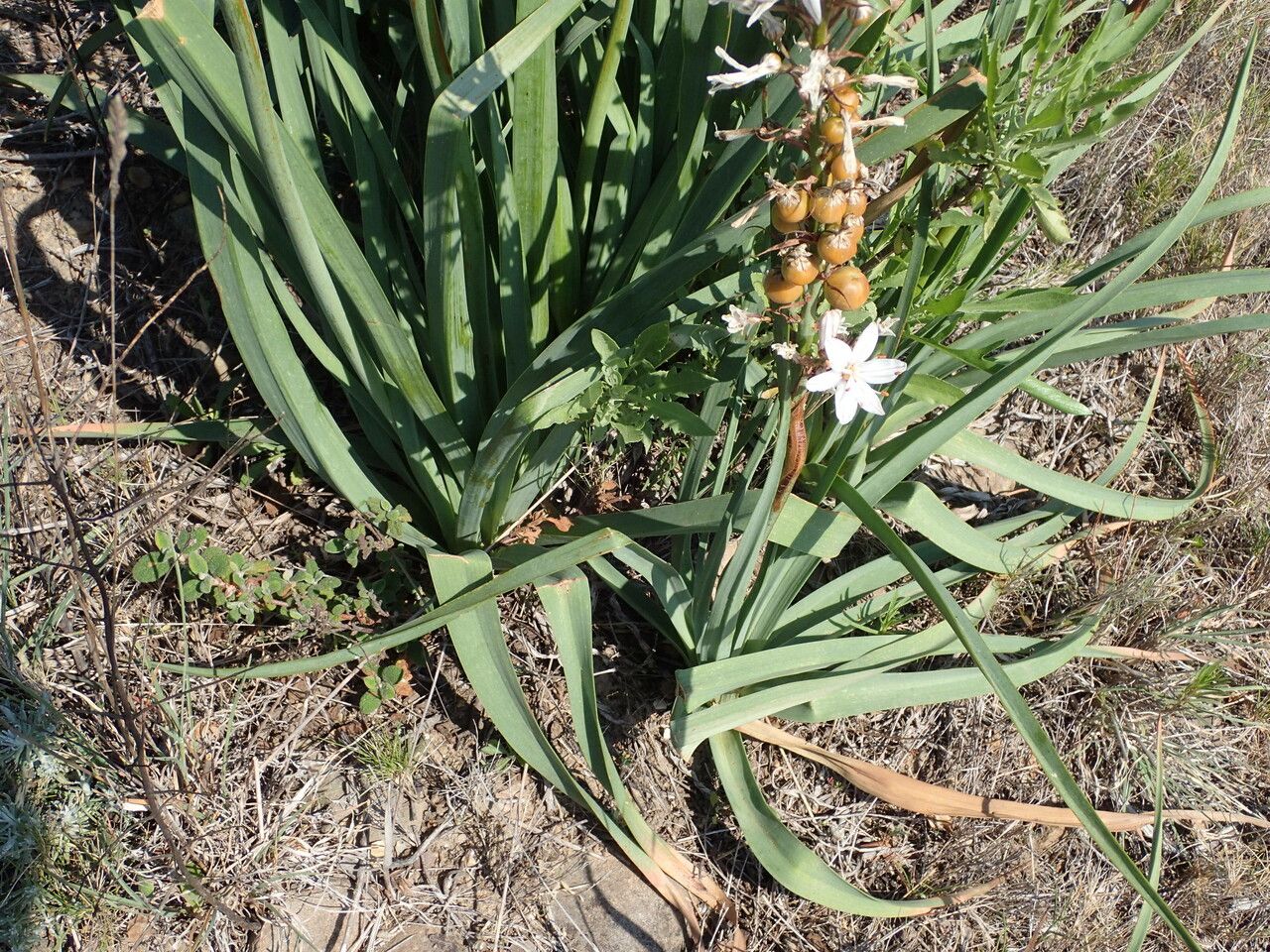 Asphodelus Cerasiferus leaf