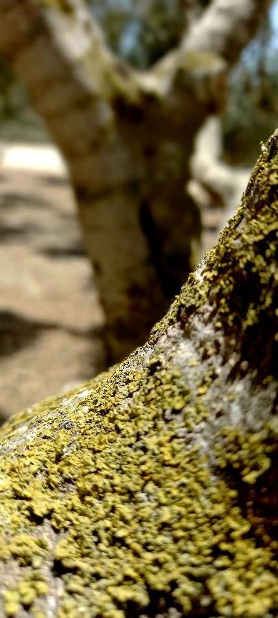 Bulbophyllum keekee bark