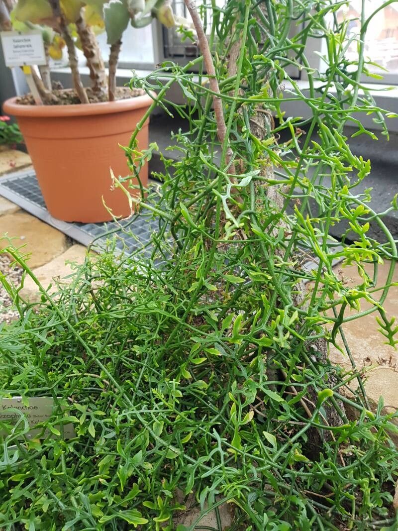 Kalanchoe schizophylla habit