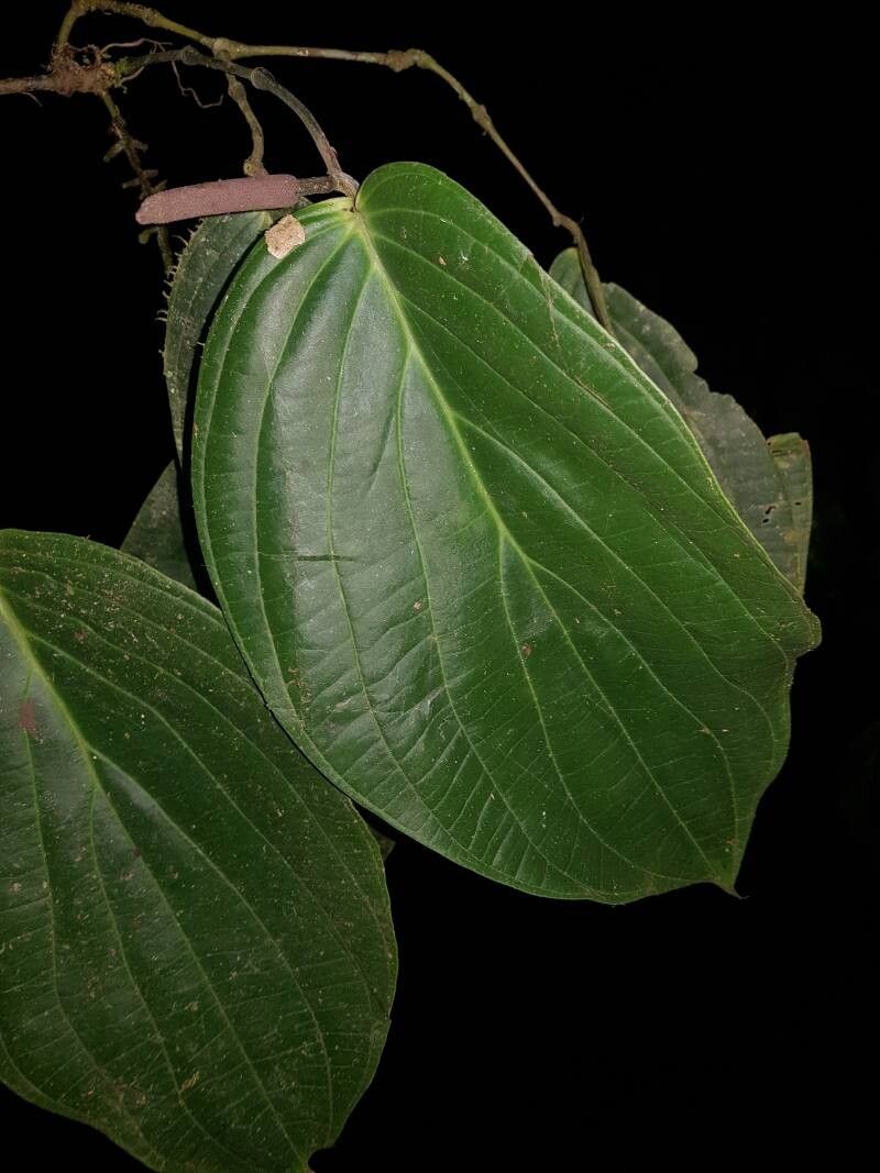 Piper concepcionis leaf