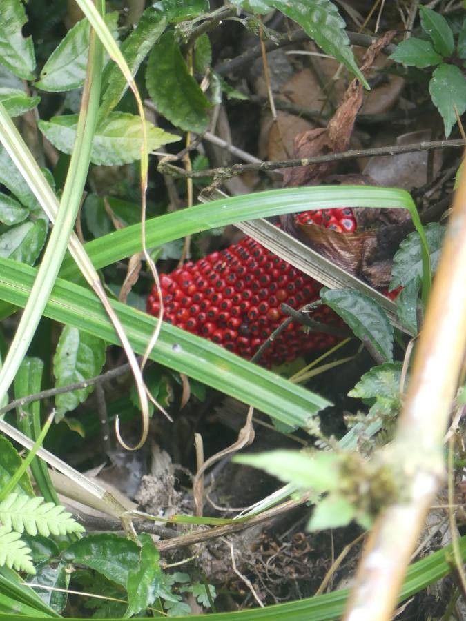 Amorphophallus konjac fruit