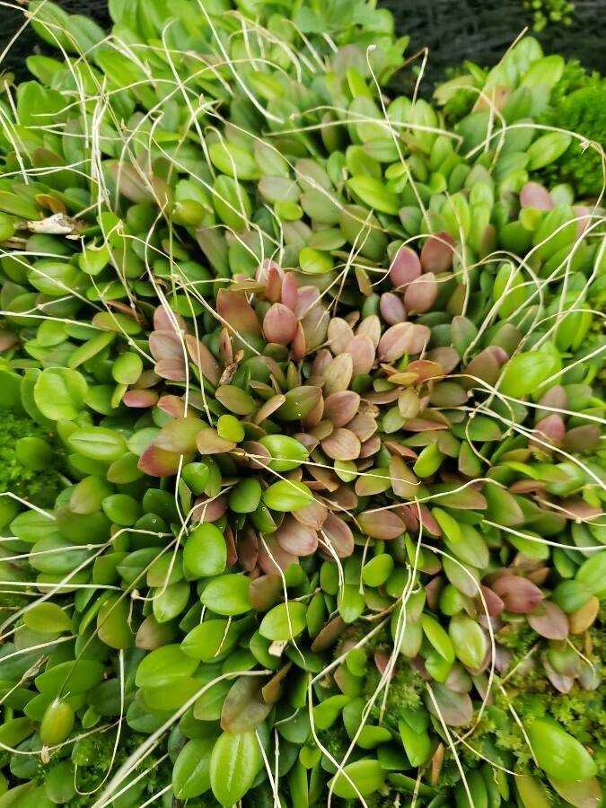 Barbosella cogniauxiana leaf