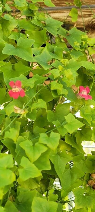 Maurandella antirrhiniflora flower