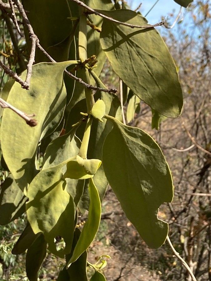 Phoradendron velutinum — houseplant care guide