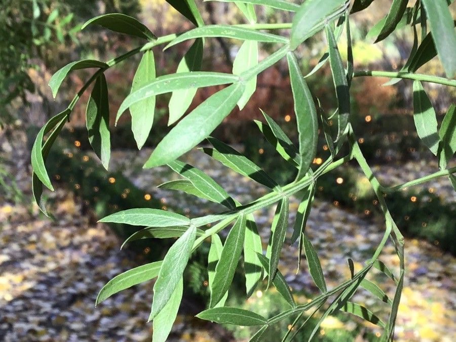 Schinus lentiscifolius — search result for 'Schinus'