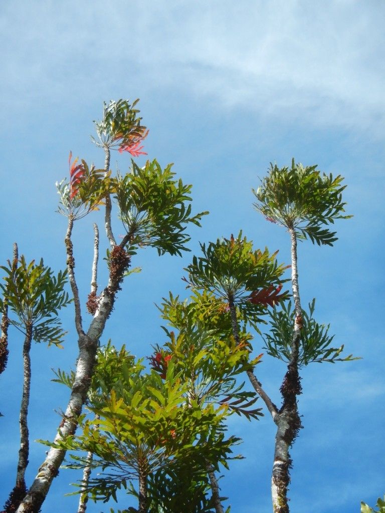 Beauprea comptonii habit