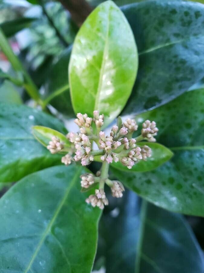 Ceodes umbellifera flower