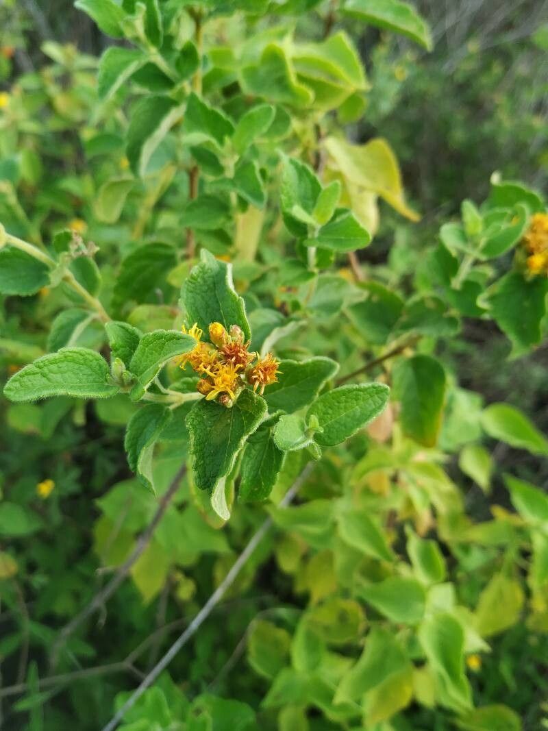 Calea perijaensis — houseplant care guide