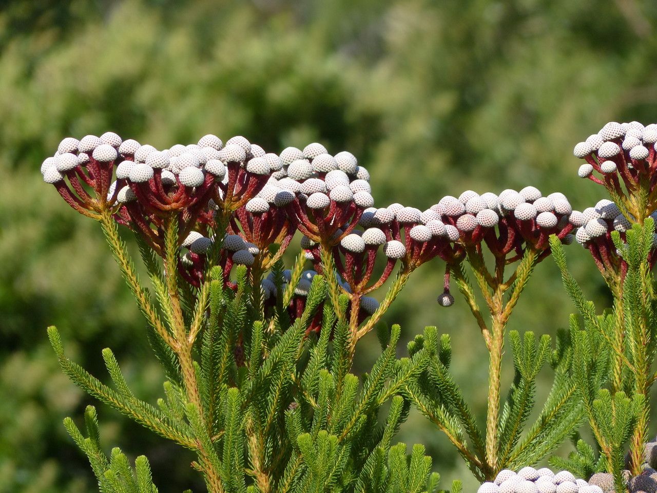 Berzelia albiflora flower