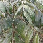 Notholithocarpus densiflorus