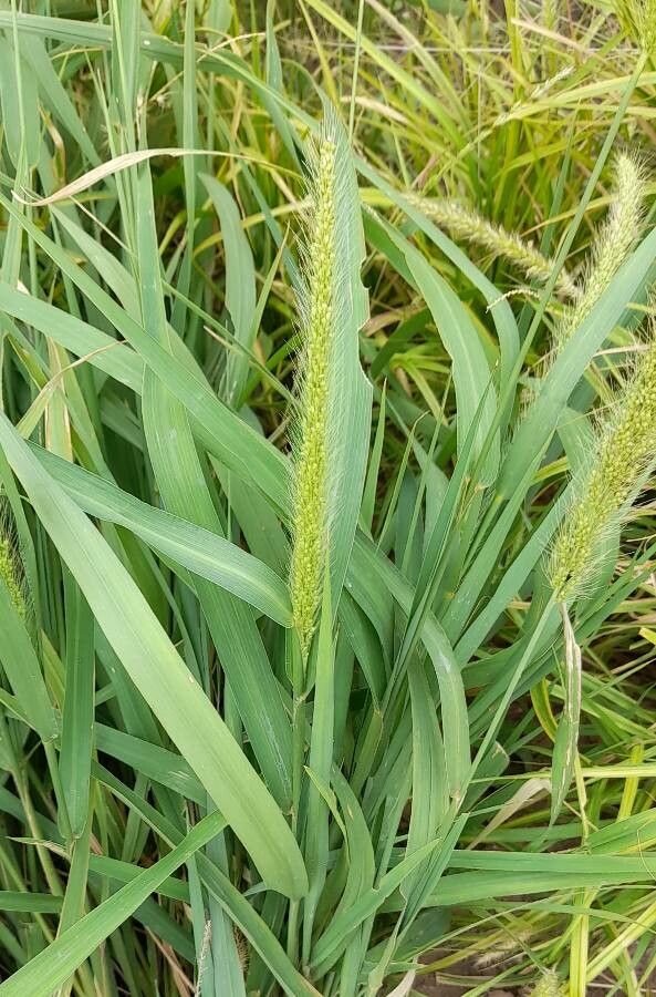 Setaria macrostachya habit