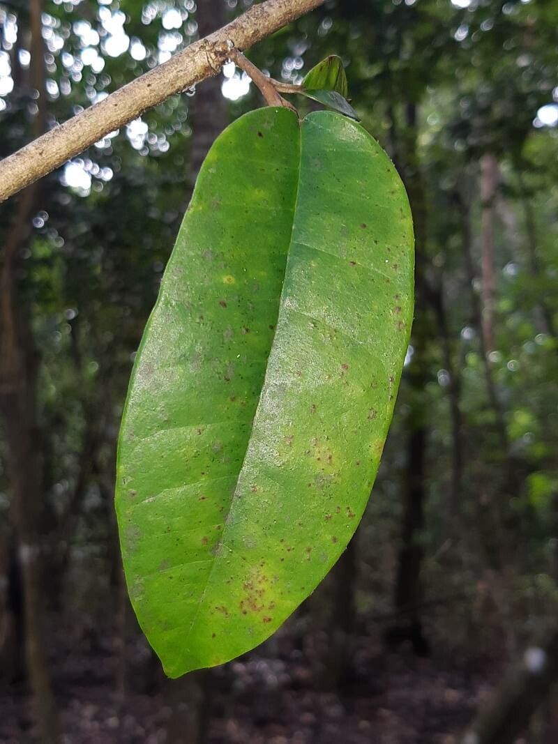 Pouteria pallida — houseplant care guide