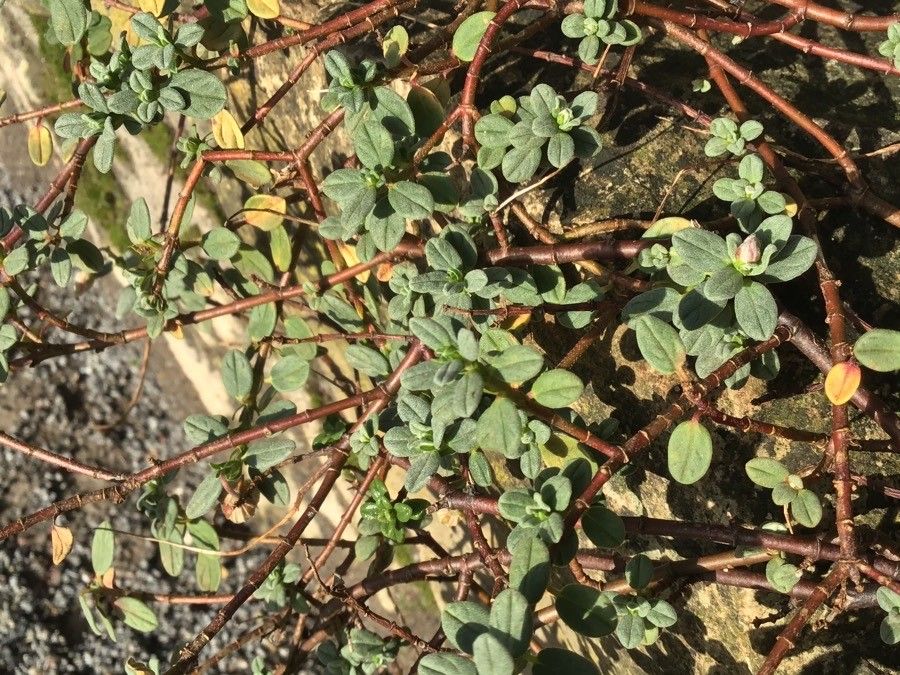 Helianthemum croceum habit