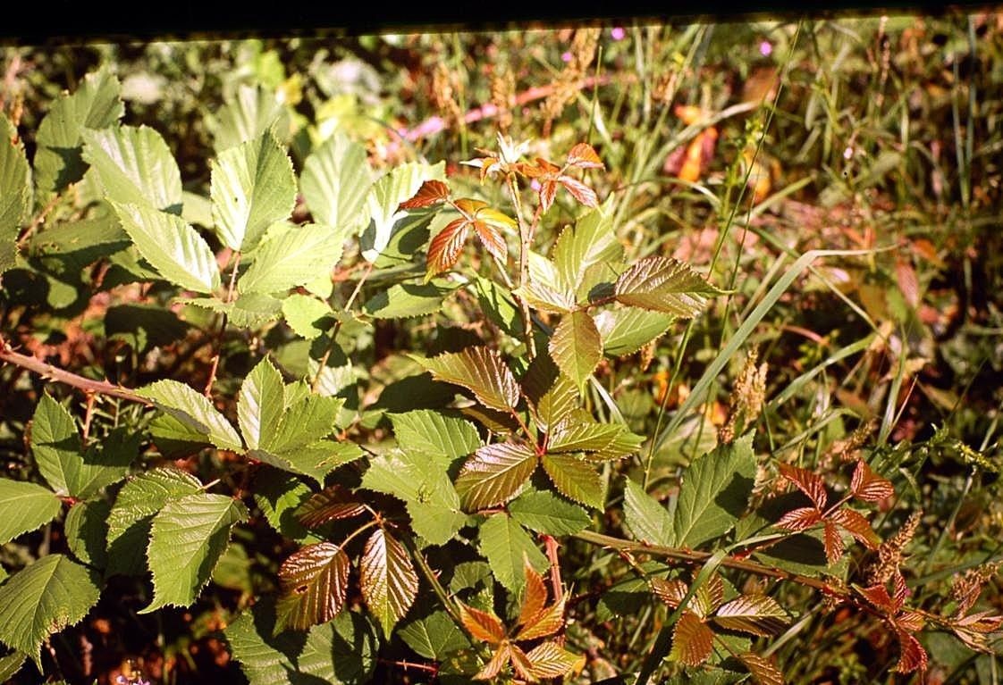 Rubus incanescens other