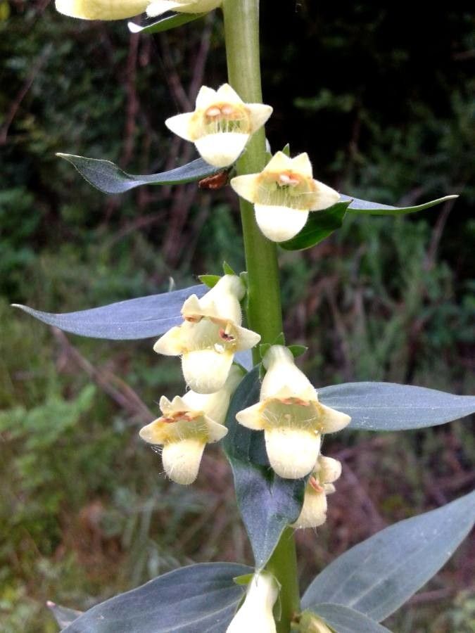 Digitalis lutea flower