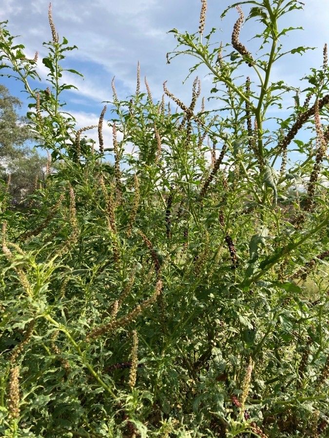 Phytolacca icosandra leaf