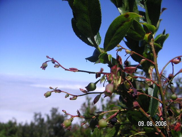 Vaccinium padifolium fruit